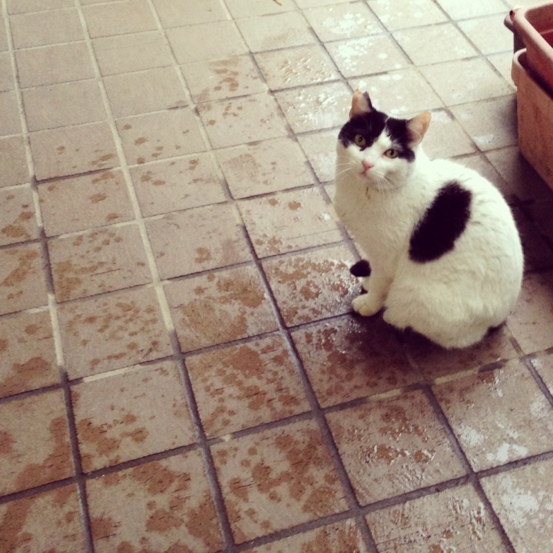 野良ネコのニャー子さまと梅雨（地域猫と暮らす）